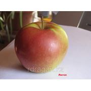 Саженцы яблони “Ligol“ (разветвление 5+) фотография