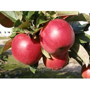 Саженцы яблони “Idared“ (разветвление 5+) фотография