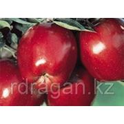 Саженцы яблони “Red Delicious“ (разветвление 5+) фотография