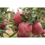 Саженцы яблони “Camspur“ (разветвление 5+) фотография