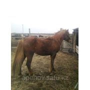 Продам конину в Астане фотография