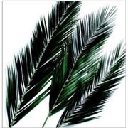 Листья финиковой пальмы 100х120 см фото