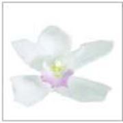 Орхидея Цимбидиум 4 гол. фото