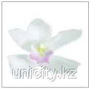 Орхидея Цимбидиум 2 гол. фото