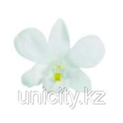 Орхидея Дендробиум фотография