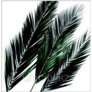 Лист финиковой пальмы 40х60 см фото