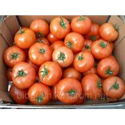 Польские помидоры и огурцы от производителя! фото