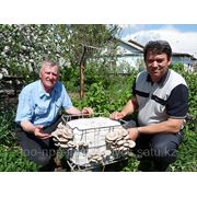 Стерильный споровый мецелий гриба вешенка устричная штамм нк 35 фото