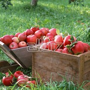 Яблоки фото