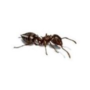 Дезинсекция-муравьи