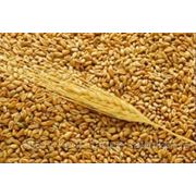 Пшеница- клейковина 28% фотография