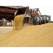 Пшеница-клейковина 25%