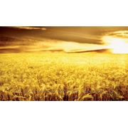 Пшеница в Алмате фото