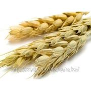 Пшеница твердых сортов