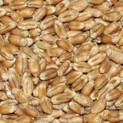 Пшеница (для проращивания), 1 кг