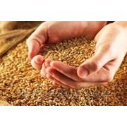 Пшеница-клейковина 23%