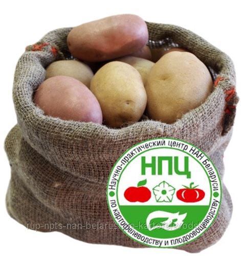 Купить Семенной Картофель В Нии Самохваловичах Цена