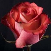 Роза Игуана ( Rose Iguana)