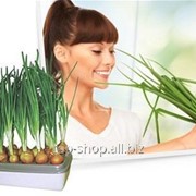 Установка для выращивания зеленого лука «Чудорост» фото
