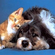 Стрижка собак и кошек фото