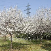 Вишня Prunus Mazzard F12/1 Обхват ствола 8-10 фотография