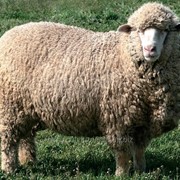 Овцы меринос фотография