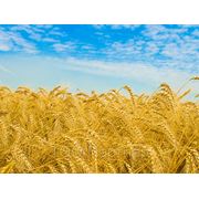 Пшеница,отруби,ячмень,овес.продаем, фото