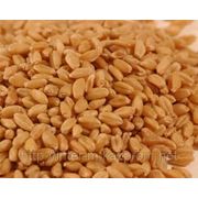 Пшеница мягкая 3, 4 класса фото
