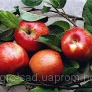 Саженцы яблока сорт “Слава Победителю“ фото