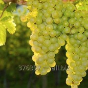 Сусло виноградное концентрированное белое фотография