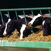 Глицерин для кормления коров фото