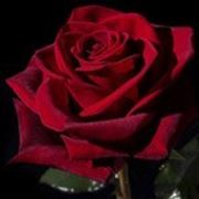 Роза Черная Магия (Блек Мейджик) фото