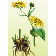 Настойка девясила высокого (Tinctura Inula caspica)