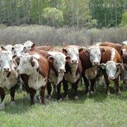 Скот крупный рогатый мясной породы Герефорд фотография