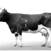 Крупный рогатый скот фото