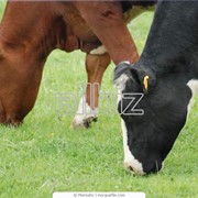 Скот крупный рогатый молочный фотография