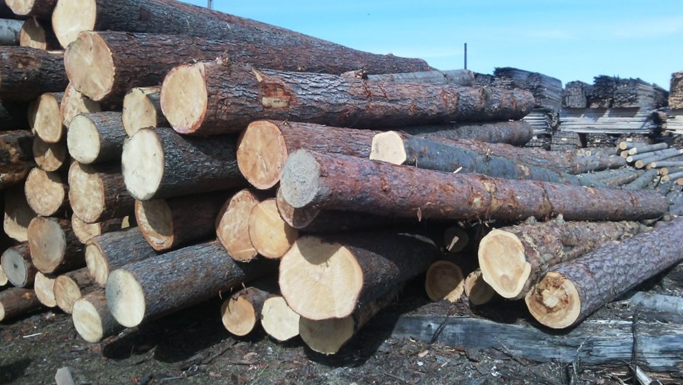 Кругляк сосны в Иркутске (Лиственница) - Орей, ОООПроизводитель на ...