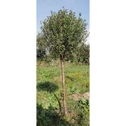 Вишня кустарниковая (Prunus cerasus “Umbraculifera“) фото