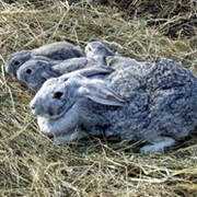 Элитные кролики породы Серый великан. фото