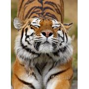 Фотообои Тигр просыпается фото