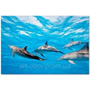 Фотообои Дельфины в море фотография