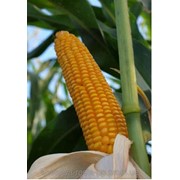 Гибрид кукурузы MAS 12.R фотография