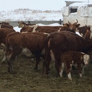 Продам КРС - Коровы Герефорд стельные с телятами