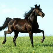 Добавка кормовая ветеринарная для лошадей Лактобифадол фото