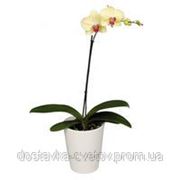 Купить орхидею фаленопсис желтого цвета фото