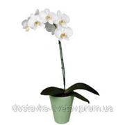 Купить белую орхидею фото