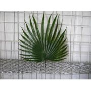 Лист пальмы фото