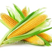 Продам насіння кукурудзи, гібриди