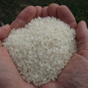 Рис круглый шлифованный Хазар фото