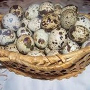 Яйца перепелиные высокого качества